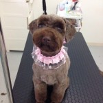 プードル　さんごちゃん２６７